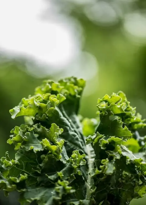 A bundle of kale